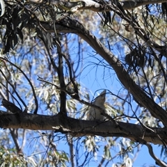 Cacatua sanguinea at Goomburra, QLD - 29 Aug 2024 by Gaylesp8