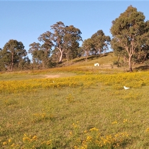 Hypericum perforatum at Kambah, ACT - 28 Dec 2024