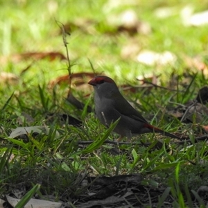 Unidentified Small (Robin, Finch, Thornbill etc) at Goomburra, QLD by Gaylesp8