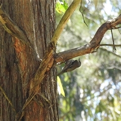 Climacteris erythrops (Red-browed Treecreeper) at Goomburra, QLD - 29 Aug 2024 by Gaylesp8