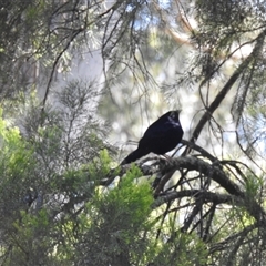 Ptilonorhynchus violaceus (Satin Bowerbird) at Goomburra, QLD - 29 Aug 2024 by Gaylesp8