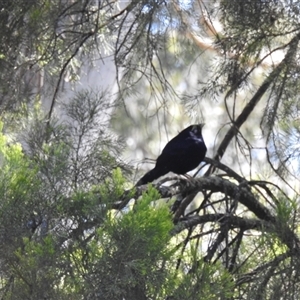 Ptilonorhynchus violaceus (Satin Bowerbird) at Goomburra, QLD by Gaylesp8