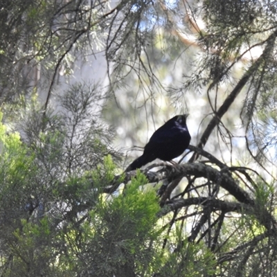 Unidentified Other Birds at Goomburra, QLD - 29 Aug 2024 by Gaylesp8