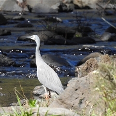 Egretta novaehollandiae (White-faced Heron) at Goomburra, QLD - 29 Aug 2024 by Gaylesp8