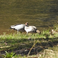 Chenonetta jubata (Australian Wood Duck) at Goomburra, QLD - 29 Aug 2024 by Gaylesp8