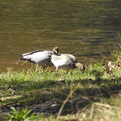 Chenonetta jubata (Australian Wood Duck) at Goomburra, QLD - 29 Aug 2024 by Gaylesp8