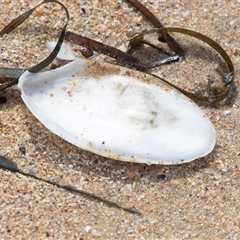 Sepia sp. (genus) (Cuttlefish) at Broulee, NSW - 12 Oct 2019 by AlisonMilton