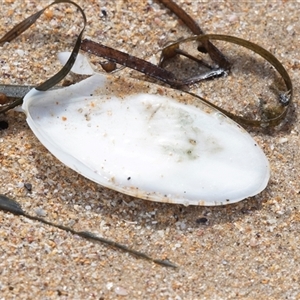 Sepia sp. (genus) at Broulee, NSW - 12 Oct 2019