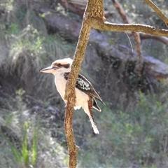 Dacelo novaeguineae (Laughing Kookaburra) at Goomburra, QLD - 29 Aug 2024 by Gaylesp8