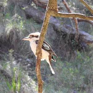 Dacelo novaeguineae at Goomburra, QLD - 29 Aug 2024 12:35 PM