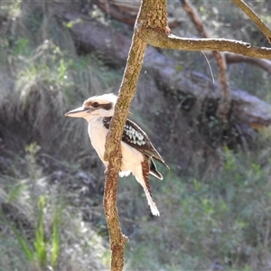 Dacelo novaeguineae at Goomburra, QLD - 29 Aug 2024