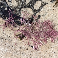 Unidentified Marine Alga & Seaweed at Broulee, NSW - 11 Oct 2019 by AlisonMilton