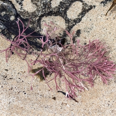 Unverified Marine Alga & Seaweed at Broulee, NSW - 12 Oct 2019 by AlisonMilton