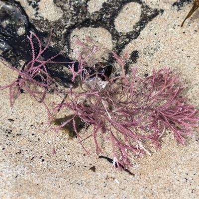 Unidentified Marine Alga & Seaweed at Broulee, NSW - 11 Oct 2019 by AlisonMilton