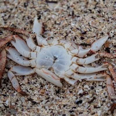 Unverified Crab, Prawn, Barnacle (Crustacea) at Broulee, NSW - 12 Oct 2019 by AlisonMilton