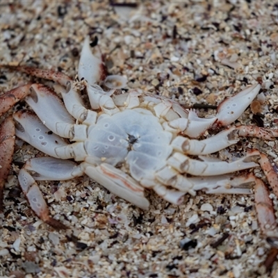 Unidentified Crab, Prawn, Barnacle (Crustacea) at Broulee, NSW - 12 Oct 2019 by AlisonMilton