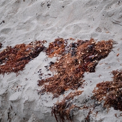 Unverified Marine Alga & Seaweed at Broulee, NSW - 11 Oct 2019 by AlisonMilton