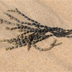 Hormosira banksii at Broulee, NSW - 12 Oct 2019 by AlisonMilton