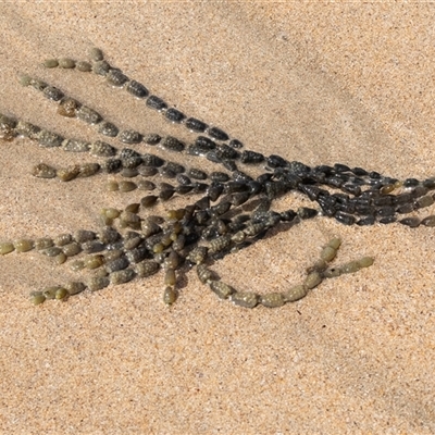 Hormosira banksii at Broulee, NSW - 11 Oct 2019 by AlisonMilton