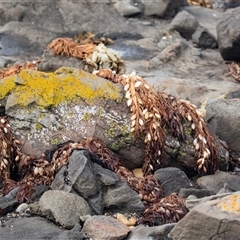 Unverified Marine Alga & Seaweed at Broulee, NSW - 12 Oct 2019 by AlisonMilton