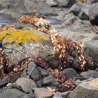 Unverified Marine Alga & Seaweed at Broulee, NSW - 12 Oct 2019 by AlisonMilton
