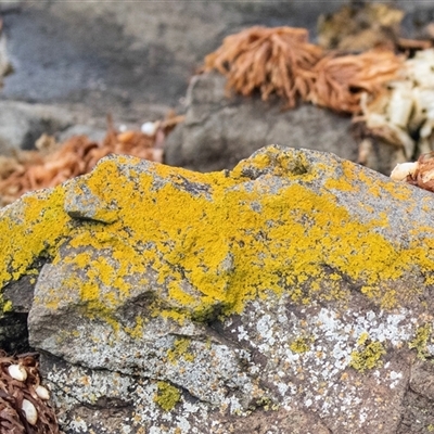 Unidentified Lichen, Moss or other Bryophyte at Broulee, NSW - 12 Oct 2019 by AlisonMilton