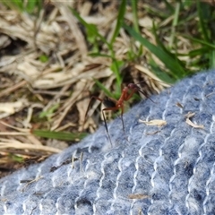 Leptomyrmex sp. (genus) (Spider ant) at Goomburra, QLD - 29 Aug 2024 by Gaylesp8