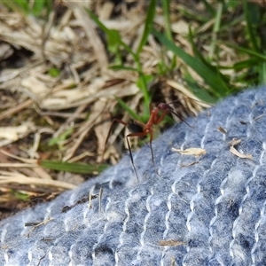 Leptomyrmex sp. (genus) at Goomburra, QLD - 29 Aug 2024