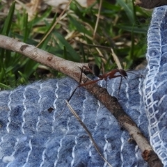 Leptomyrmex sp. (genus) at Goomburra, QLD - 29 Aug 2024