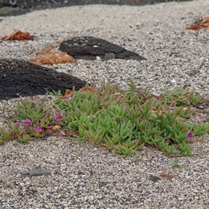 Carpobrotus glaucescens at Broulee, NSW - 12 Oct 2019