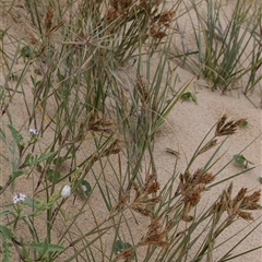 Spinifex sericeus (Beach Grass) at Broulee, NSW - 12 Oct 2019 by AlisonMilton