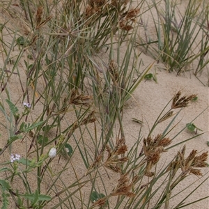 Spinifex sericeus (Beach Grass) at Broulee, NSW by AlisonMilton