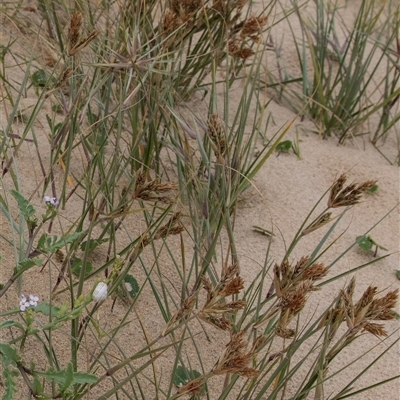 Spinifex sericeus (Beach Grass) at Broulee, NSW - 11 Oct 2019 by AlisonMilton