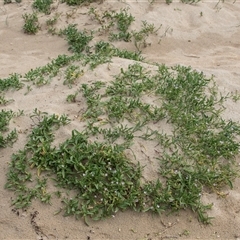 Cakile maritima (Sea Rocket) at Broulee, NSW - 11 Oct 2019 by AlisonMilton