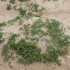 Cakile maritima (Sea Rocket) at Broulee, NSW by AlisonMilton