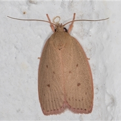 Prionocris protoxantha (A Concealer moth (Wingia group) at Melba, ACT - 24 Dec 2024 by kasiaaus