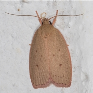 Prionocris protoxantha (A Concealer moth (Wingia group) at Melba, ACT by kasiaaus