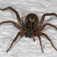 Venatrix sp. (genus) (Unidentified Venatrix wolf spider) at Melba, ACT - 24 Dec 2024 by kasiaaus