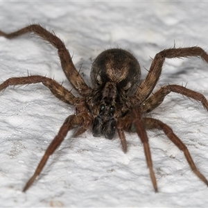 Venatrix sp. (genus) (Unidentified Venatrix wolf spider) at Melba, ACT by kasiaaus