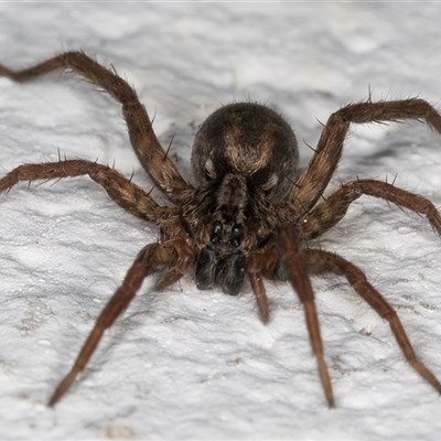 Venatrix sp. (genus) (Unidentified Venatrix wolf spider) at Melba, ACT - 24 Dec 2024 by kasiaaus