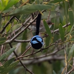 Malurus cyaneus (Superb Fairywren) at Broulee, NSW - 12 Oct 2019 by AlisonMilton