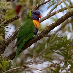 Trichoglossus moluccanus (Rainbow Lorikeet) at Broulee, NSW - 12 Oct 2019 by AlisonMilton