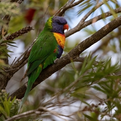 Trichoglossus moluccanus (Rainbow Lorikeet) at Broulee, NSW - 12 Oct 2019 by AlisonMilton