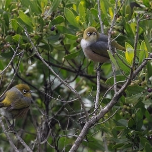 Zosterops lateralis at Broulee, NSW - 12 Oct 2019 11:08 AM