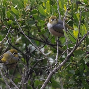 Zosterops lateralis (Silvereye) at Broulee, NSW by AlisonMilton