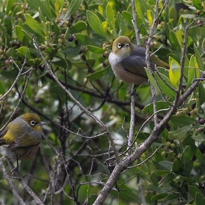 Zosterops lateralis (Silvereye) at Broulee, NSW - 12 Oct 2019 by AlisonMilton