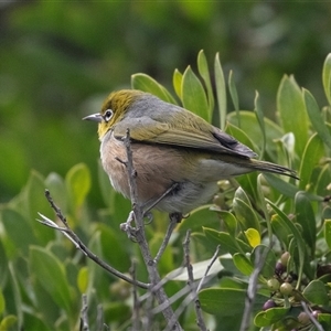 Zosterops lateralis at Broulee, NSW - 12 Oct 2019