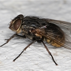 Calliphora stygia (Brown blowfly or Brown bomber) at Melba, ACT - 24 Dec 2024 by kasiaaus