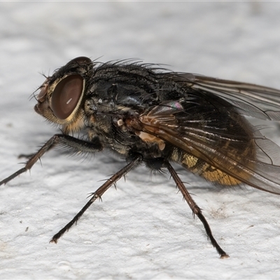 Calliphora stygia (Brown blowfly or Brown bomber) at Melba, ACT - 24 Dec 2024 by kasiaaus