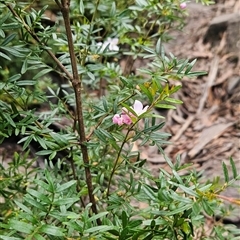Boronia imlayensis at Kiah, NSW - 28 Dec 2024 by BethanyDunne